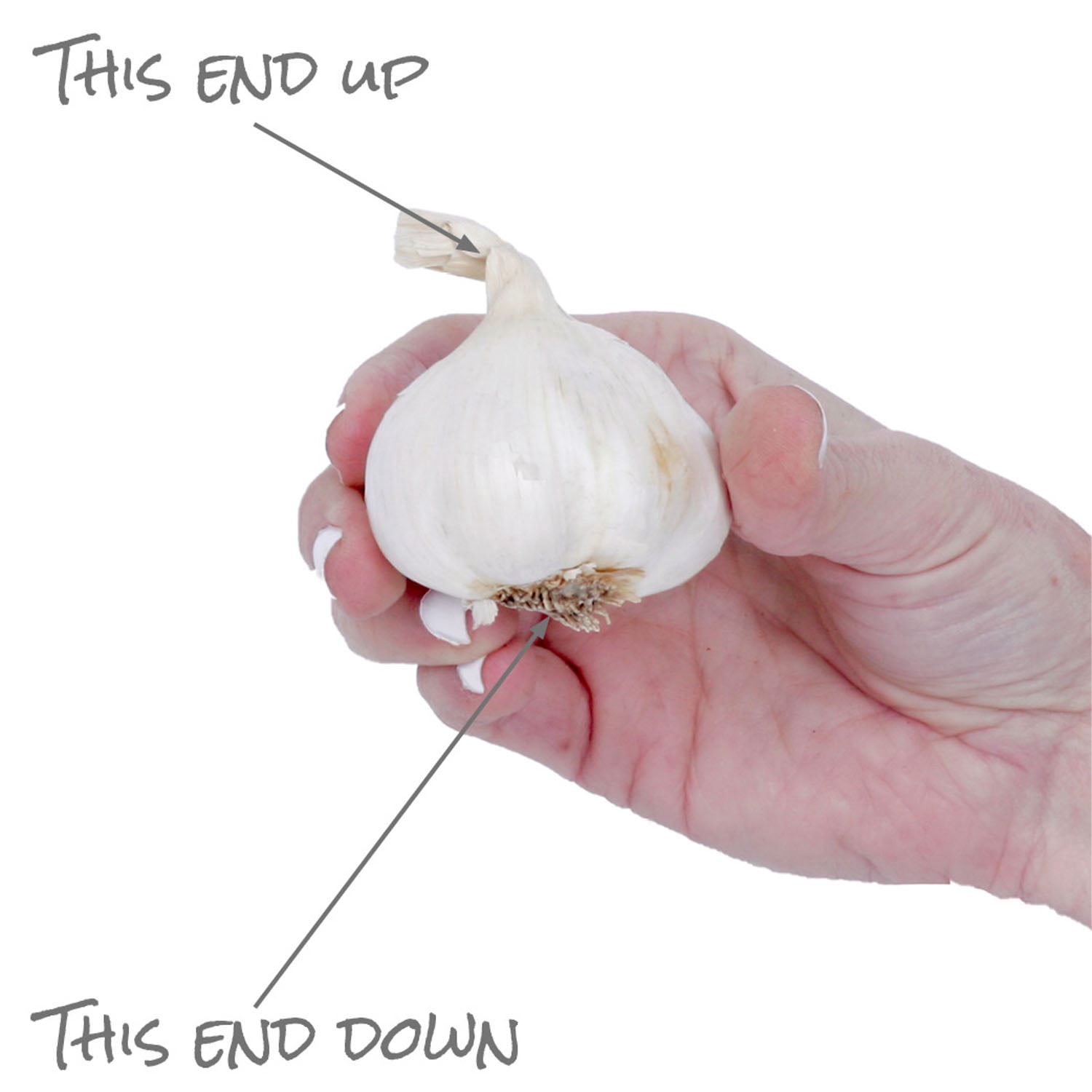 Expert Gardener Multi-Color Onion Harvest Blend Dormant Bulbs (Set of 100)