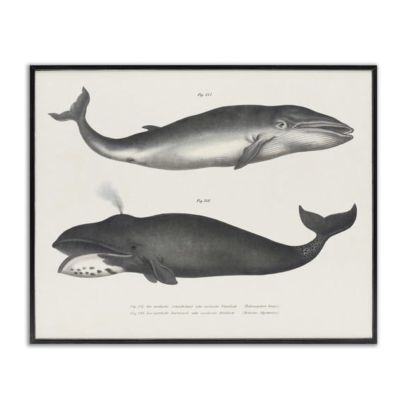 Stupell Industries Vintage Whale Study Diagrams Animals Painting Black Framed Art Print Wall Art, 14 x 11