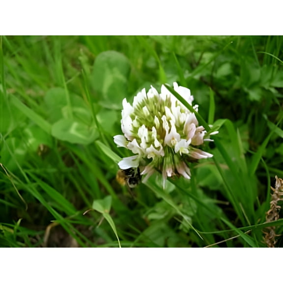 White Dutch Clover Seed Nitro Coated & Inoculated- 1 Lb.
