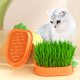 thumbnail image 5 of Caja hidropónica para plantas de gatos, caja para plantar hierba gatera sin tierra, caja para plantar hierba para gatos, 5 of 6