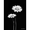 thumbnail image 2 of Deiter, Lori 15x18 Black Ornate Wood Framed with Double Matting Museum Art Print Titled - Pair of Daisies, 2 of 4