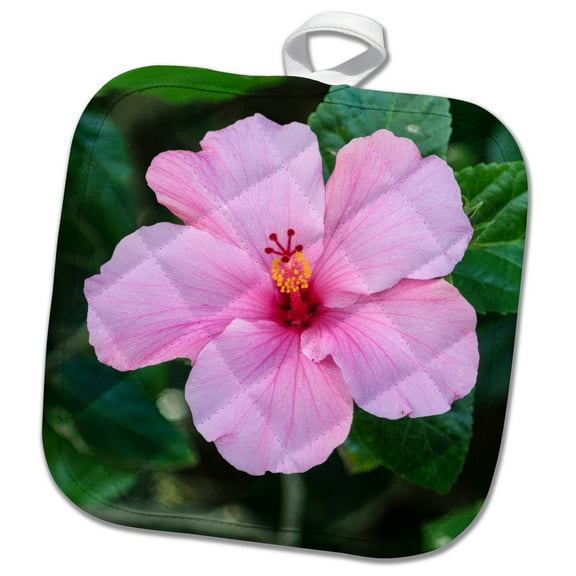 3dRose, USA, Florida, Pink Hibiscus, 8x8 Potholder