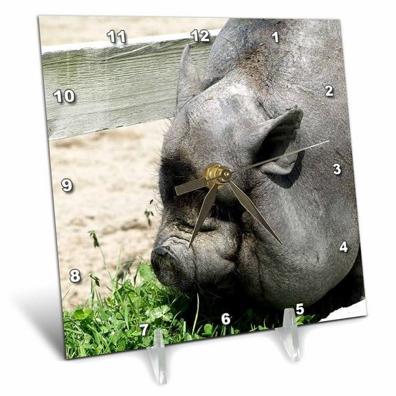 3dRose, Portreit – Fallen pig, 6x6 Desk Clock