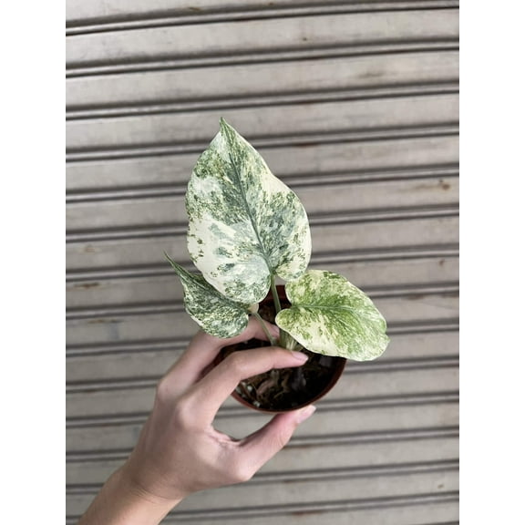 Root in moss 3-4 leaves- Monstera Delisiosa 'Legacy' Smaller Variegated Rare Plant- Get Similar to the picture