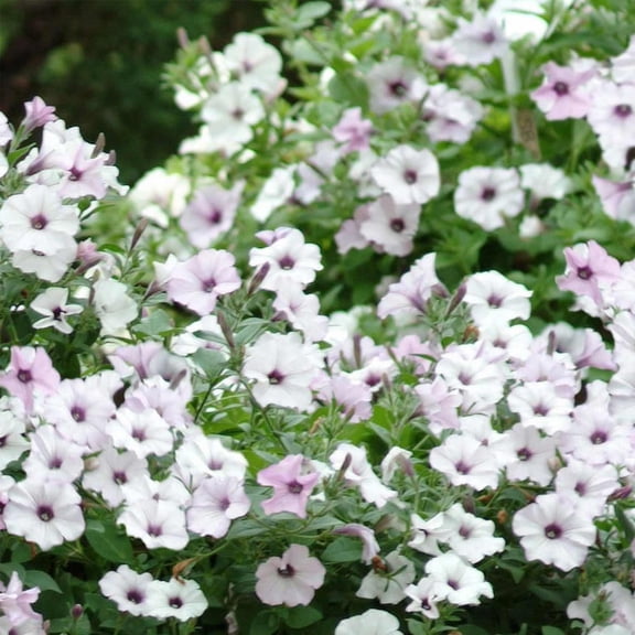 Tidal Wave Series Petunia Silver ~10 Seeds – AAS Winner – Climbing or Mounding Flower – Pelleted Seeds – Annual – Non-GMO – 98–105 Days – Full Sun