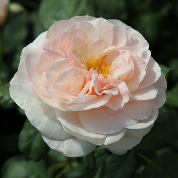 Own-Root One Gallon English Miss Floribunda Rose by Heirloom Roses