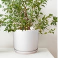 thumbnail image 6 of Matt White 10 Inch Large Ceramic Plant Pot with Saucer Garden Planters Large Indoor Outdoor Plant Pots for Flowers and Plants, 6 of 6