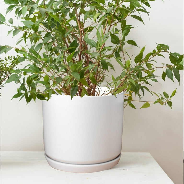 song of india dracaena reflexa Dracaena Reflexa