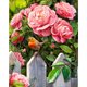 thumbnail image 1 of Hilo algodón bordado 11CT impreso punto cruz rosa china (ACC-877), 1 of 9