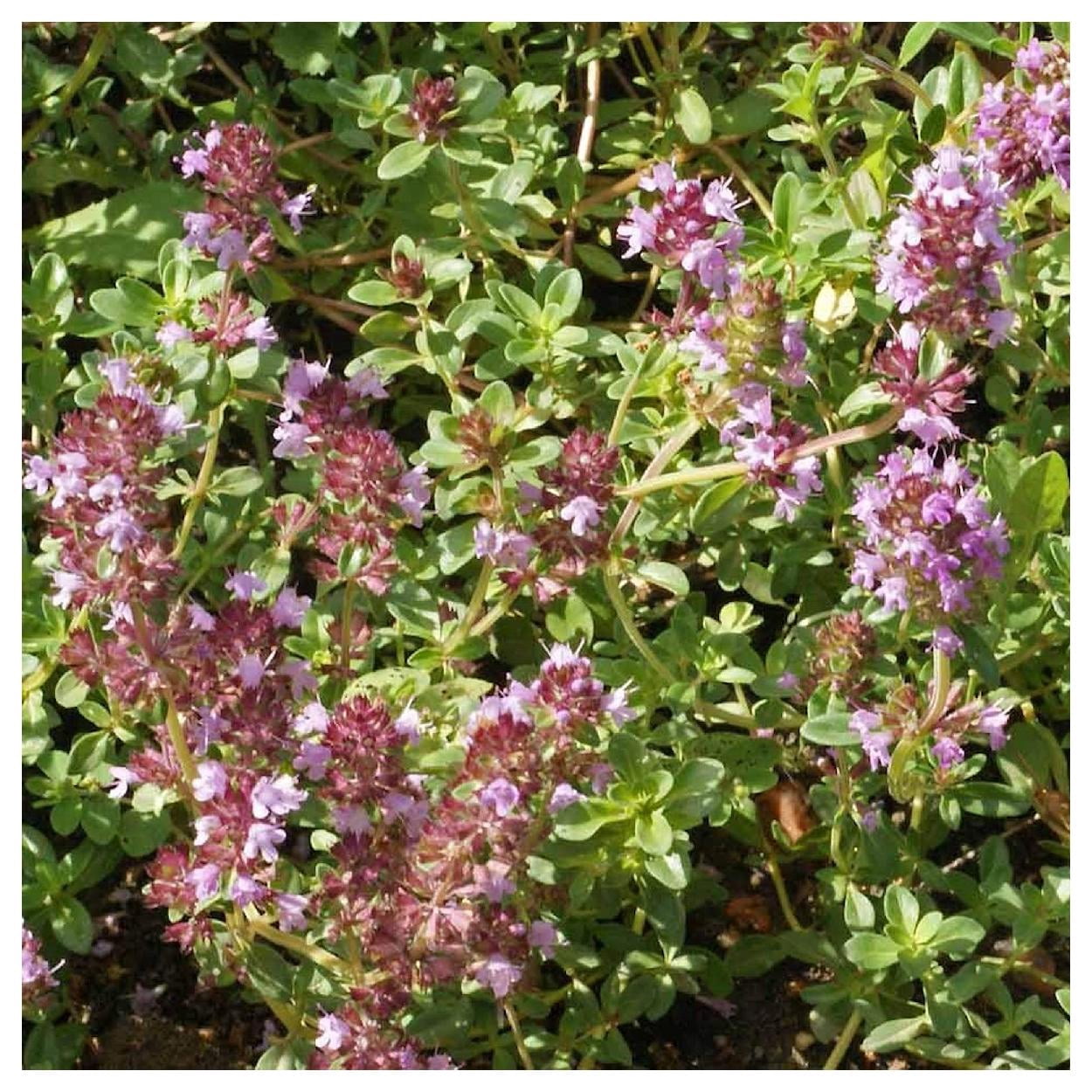Everwilde Farms - 1 oz Creeping Thyme Garden Flower Seeds - Gold Vault Bulk Seed Packet