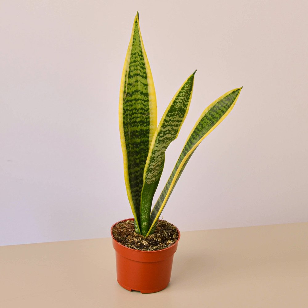 Snake Plant Laurentii 4&quot; Pot