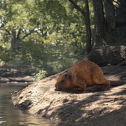 مجموعة CollectA Wildlife Collection Miniature Figure Woodlands Beaver