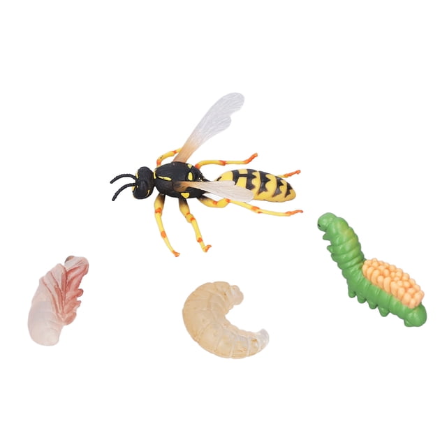 Wasp Bee Growth Cycle Model, 4 Pcs Toys Life Cycle Of Bee Early Educational Science Project Toys
