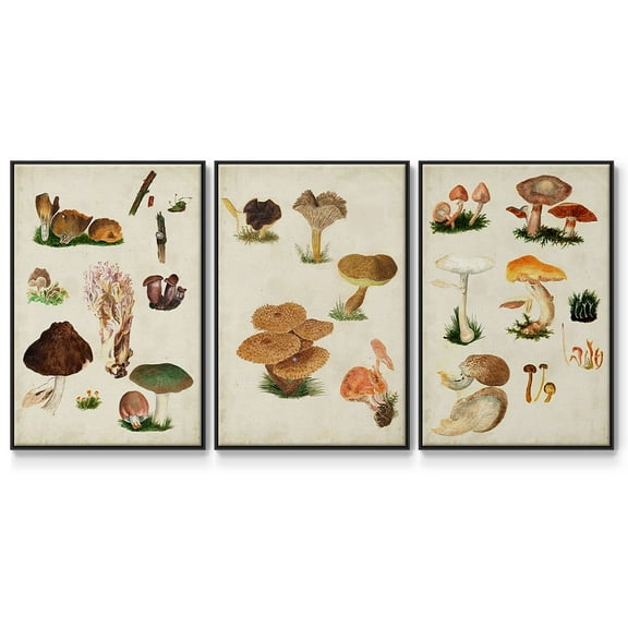 Mushroom Species IV - Framed Premium Gallery Wrapped Canvas L Frame 3 Piece Set - Ready to Hang
