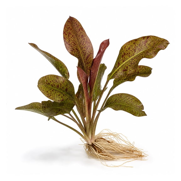 Amazon Sword Echinodorus Ozelot Red Large Live Aquarium Plants BUY2 GET1 FREE