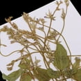 thumbnail image 6 of EHJRE 12 Pack Real Pressed Dried Flowers Pea Tendrils for DIY Decoration Art Craft, 6 of 9