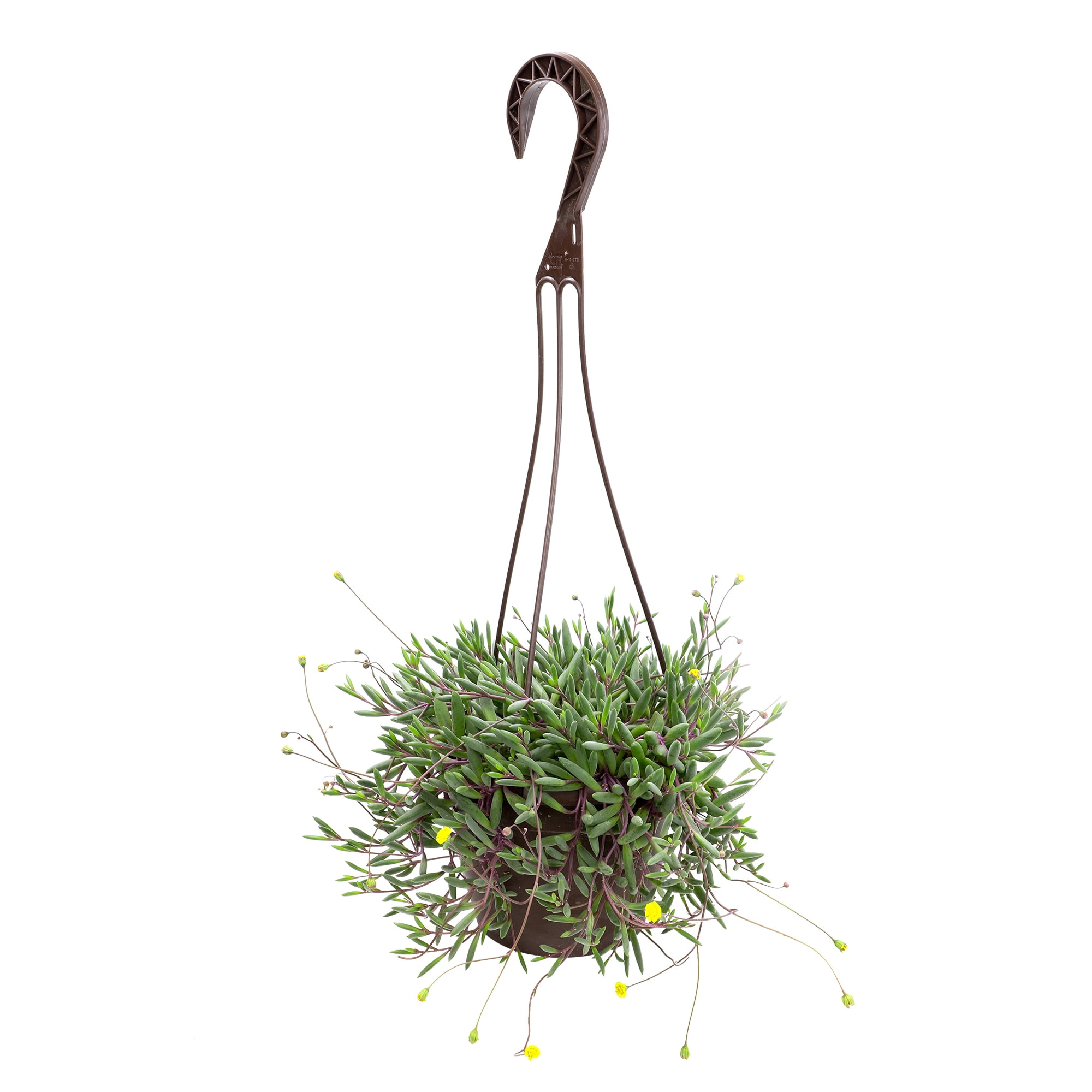 Ruby Necklace Succulent, String of Pickles | 6" Hanging Pot | Full Sun | Element by Altman Plants