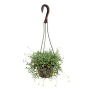 Ruby Necklace Succulent, String of Pickles | 6 Hanging Pot | Full Sun | Element by Altman Plants