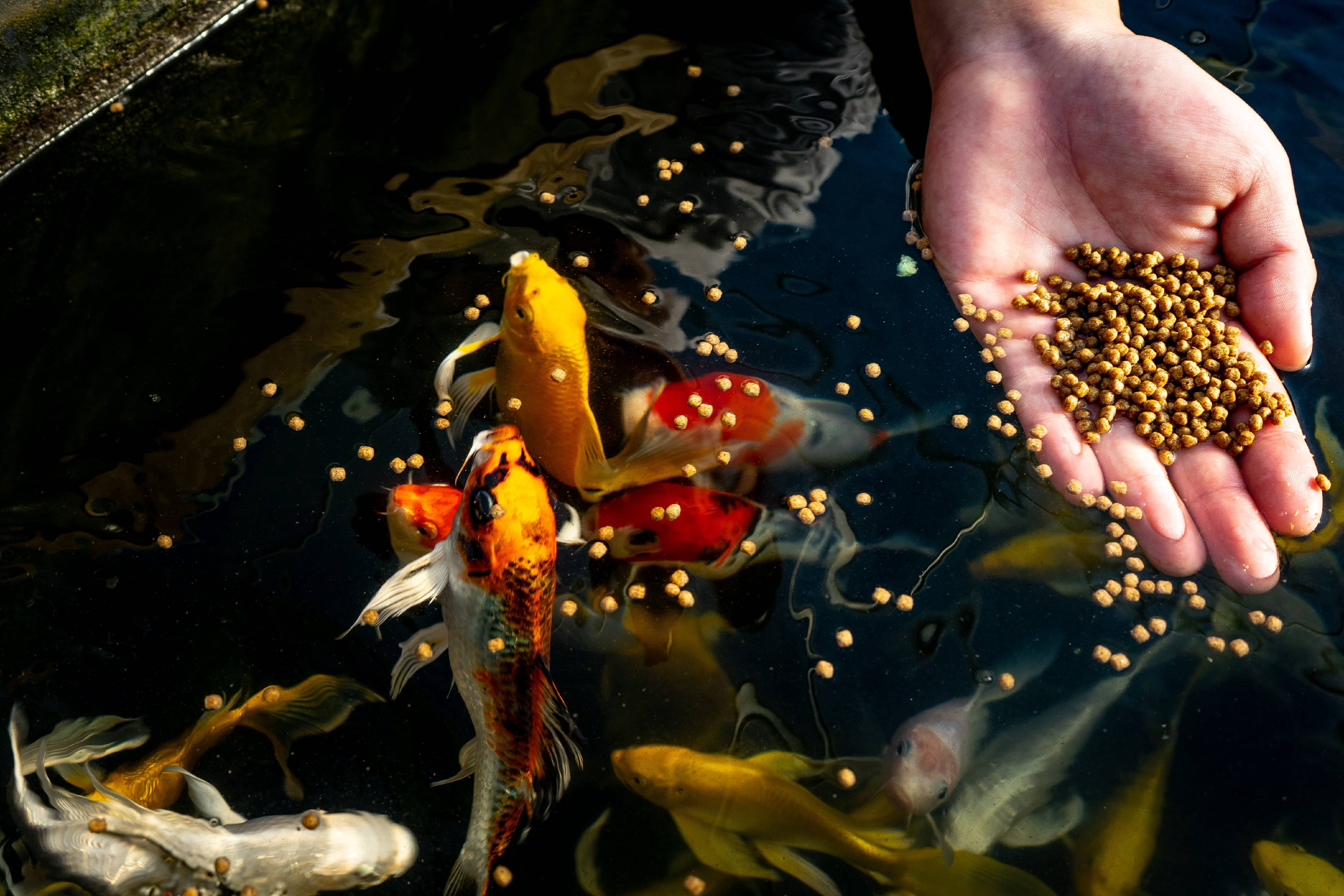 Blue Ridge Koi Fish Food 5lb - Koi Food 3/16” Large and Mini Blend Growth Formula, Goldfish Food, Premium Fish Food for Ponds, Ponds Fish Food, Floating Pond Pellets