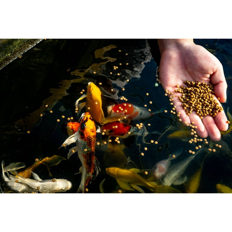 Goldfish Feeding Koi Carp Kaytee Koi's Choice Blue Ridge Fish