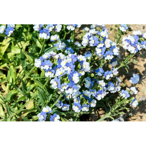 50 BLUE & WHITE Nemesia Strumosa Flower Seeds