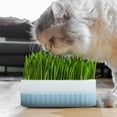 thumbnail image 3 of Suministros para macetas de hierba gatera, caja de césped, juguete creativo para gatitos, bandejas de cultivo, juego de macetas sin tierra de plástico, 3 of 6