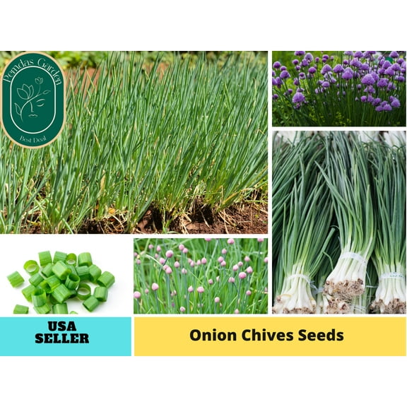 60 Seeds| Onion Seeds, Chives seeds - Authentic Seeds ~ Seeds~Flower seeds~ Vegetable seeds~ Asian Garden~ Flowers~ Herbs B5G1 #7040