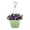 Blue, variant on Expert Gardener 1.5gal Purple Petunia Live Annual Plant Hanging Basket Sun