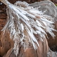thumbnail image 4 of Stylish Lifestyle, Easy Care Pampas Grass for Farmhouse Kitchen Decor, Ethically Sourced (45cm), 4 of 5