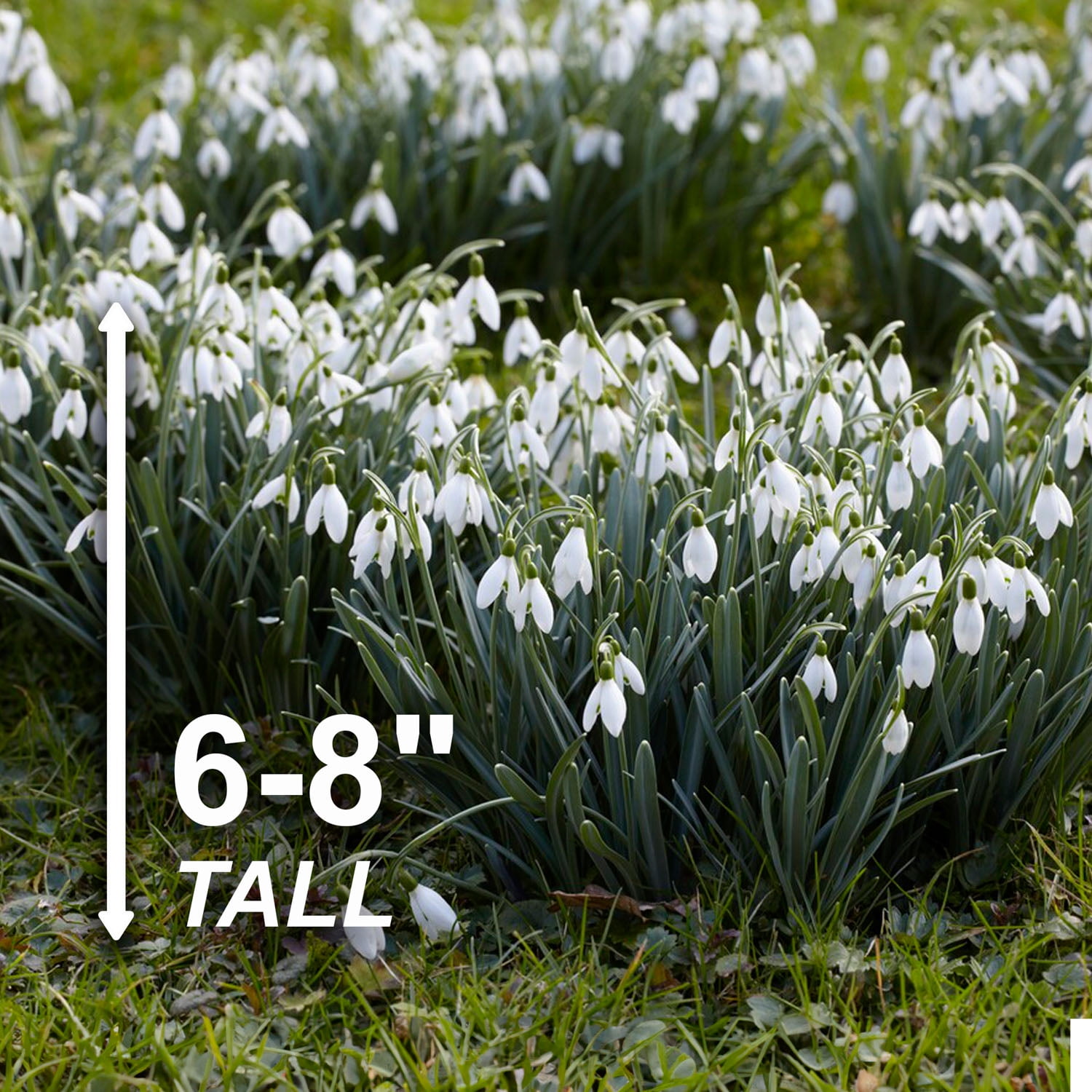 Garden State Bulb White Single Snowdrops Galanthus Flower Bulbs, 7/+cm (Bag of 50)