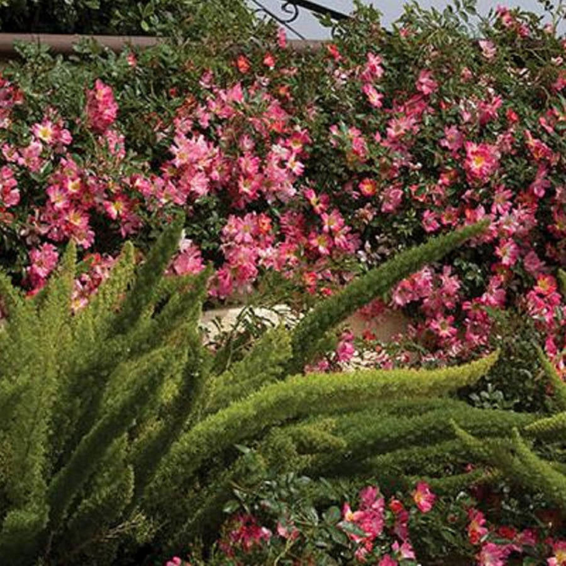 Pink Drift Rose (1 Gallon) Low-Growing Groundcover Deciduous Flowering Shrub - Full Sun Live Outdoor Plant