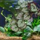 thumbnail image 1 of unbranded Planta Reptil Artificial Para Acuario Con Ventosas Para Y, 1 of 6