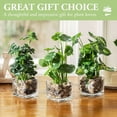 thumbnail image 2 of Set de plantas artificiales MyGift con maceta de cristal transparente (3 unidades), 2 of 6