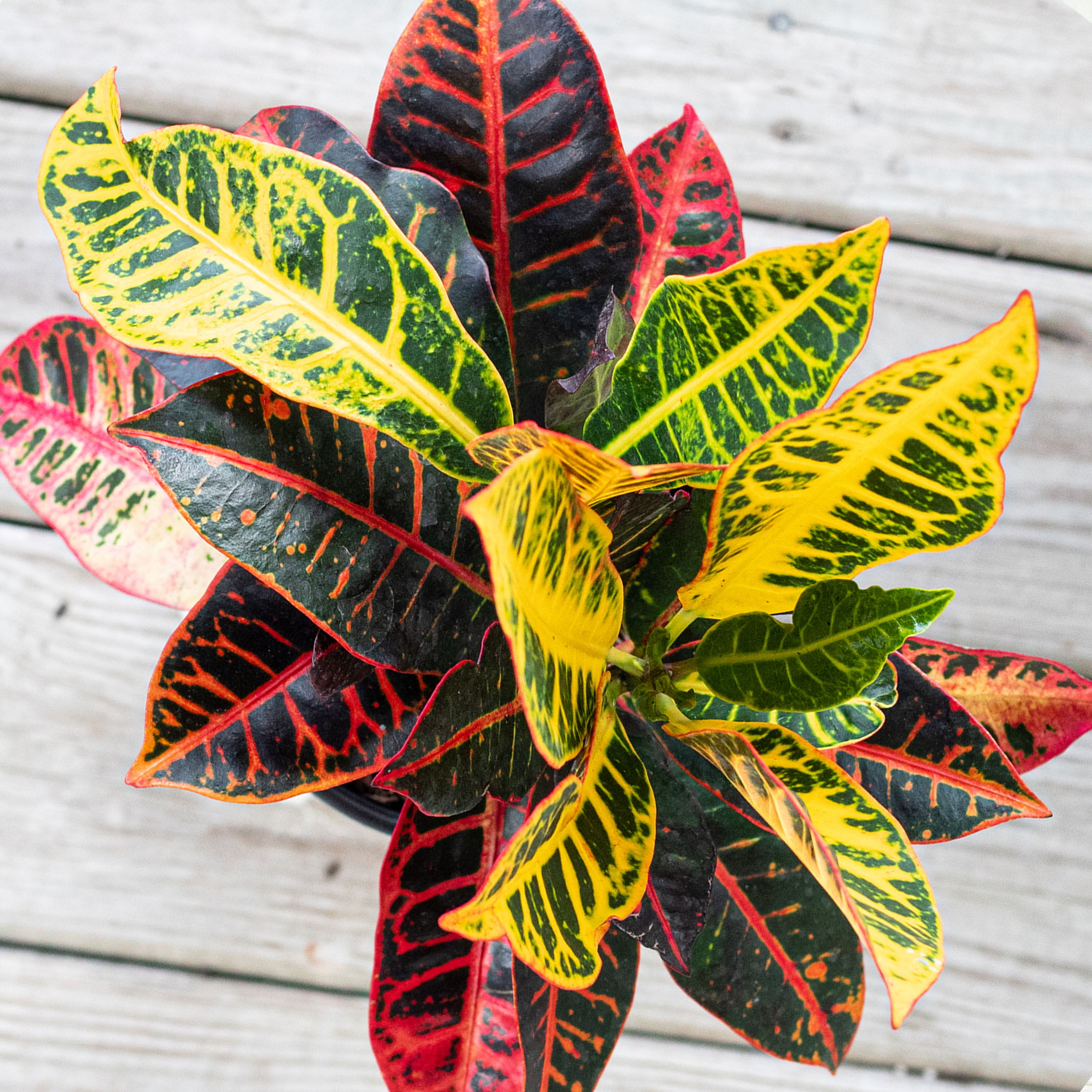 United Nursery Live Croton Petra Plant 14-18 Inches Tall in 6 Inch Grower Pot