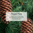 thumbnail image 4 of Little Trees Air Freshener Royal Pine Fragrance 24-Pack, 4 of 9