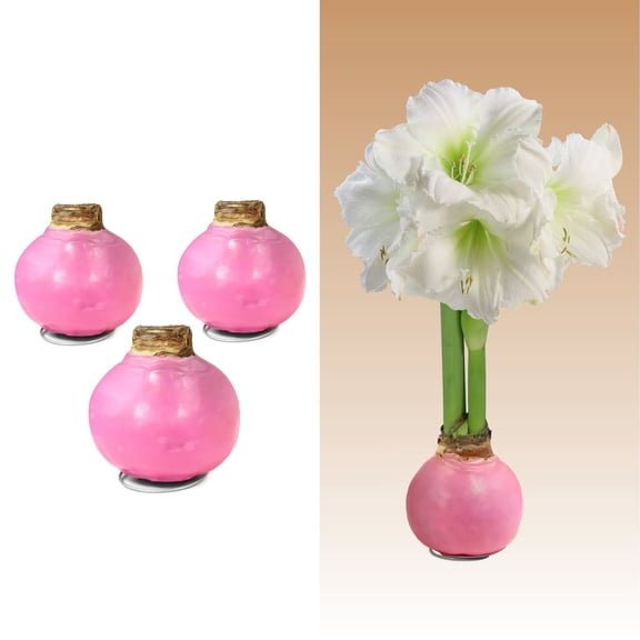 National Plant Network Pastel Pink Waxed White Blooming Giant Amaryllis Bulb (3-pack)