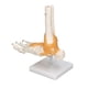 thumbnail image 5 of Modelo de pie humano, esqueleto anatómico de tobillo, huesos con ligamento, molde de tamaño natural 1 a 1, 5 of 15