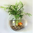 thumbnail image 5 of Bekayaa Aquarium for Betta Fish - 1-Gallon Clear Bowl, Wall Mounted with Plant Bubble, Decorative Fish Tank, 5 of 6