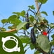 thumbnail image 3 of Para Enrejado Tomate Plástico Reutilizable 100/200 Uds. Plantas Trepadoras, 3 of 9