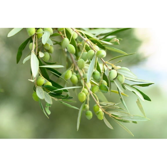 15 Seeds EUROPEAN OLIVE TREE Olea Europaea Edible Common Green Black Fruit