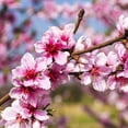 thumbnail image 4 of Direct Gardening Belle of Georgia Reachables Dwarf Peach Dormant Bare Root Fruit Bearing Starter Tree, 4 of 6