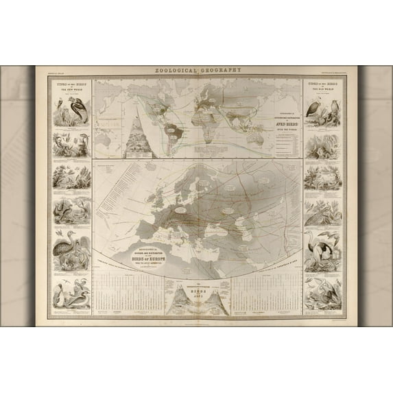 24"x36" Gallery Poster, world map of birds 1848
