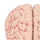 thumbnail image 4 of Human Brain Model Professionals Doctors Teaching Brain Anatomy Model for Hospital School Display, 4 of 5