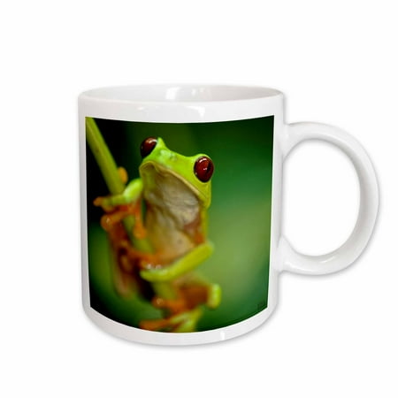 

3dRose Green tree frog on a twig Ceramic Mug 11-ounce