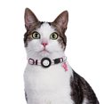 thumbnail image 3 of Collier pour Chien en Cuir, Colliers Ajustables pour Petits Chiens, Collier Multicolore pour Animaux, 3 of 5
