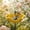 Yellow, variant on Handmade Metal Flower Garden Stake Bird Bath & Bee Watering Station, Upgraded Weather-Resistant Pollinator Water Bowl, Colorful Floral Decor for Outdoor Yard & Lawn (Yellow)