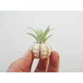 thumbnail image 2 of Beautiful Air Plant Sputnik Sea Urchin Set - Nautical Gift Beach Decor Coastal 1 1/2" Tillandsia Beach Cottage Decor (1), 2 of 6