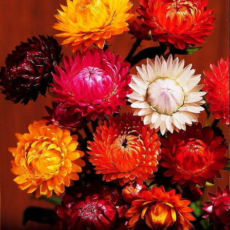 100 Strawflower Mix Seeds - Perennial,, Non-, Garden Blooms