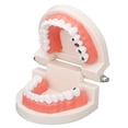 thumbnail image 4 of Modelo De Caries Dental, Enfermedad Dental Caries Modelo De Dientes Resina Simulación Enseñanza Prop Modelo De Dientes Dentales Para La Educación Del Estudiante Del Paciente, 4 of 5