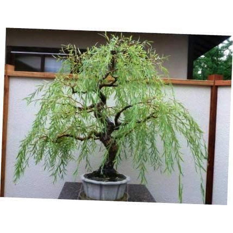perlit bonsai Perlit 3 L